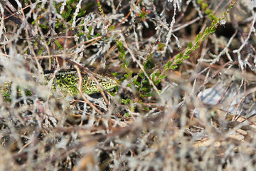 dutch sand lizard in thick vegetation in the dune region near The Hague