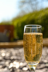 Close up view of a single flute glass of champagne outdoors isolated against a garden scene blurred in the background