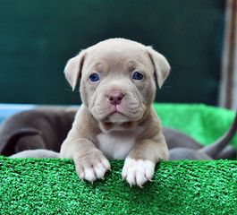 a puppy american bully dog