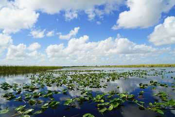 Everglades