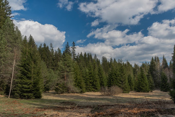 Spruce green tree with blue sky and white clouds in spring day