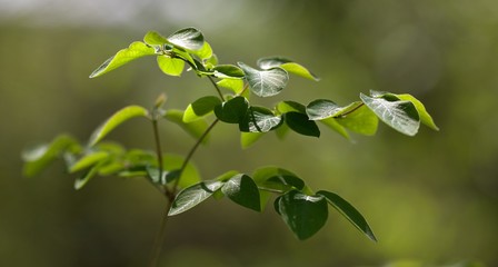 Obraz premium Feuillage printemps forêt arbre - nature feuille verte