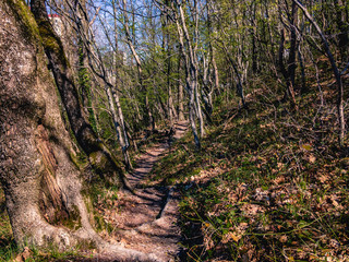 Footpath in the forest between trees in spring on a sunny day.