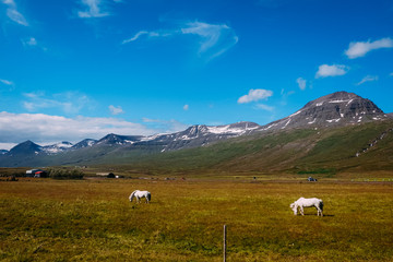 two white Icelandic horses graze on a green field against the background of mountains in Iceland on a sunny day
