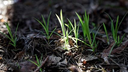 Spring sun rays illuminate the green young grass. The spring came. Light leaves on a dark background. The young on the old.