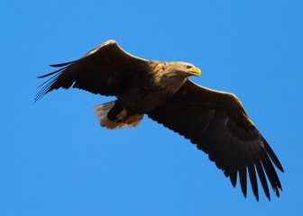 eagle in flight