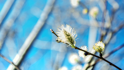 Willow blooms with the arrival of spring. Buds bloom on trees. The warm rays of the spring sun.