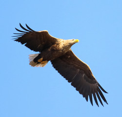 eagle in flight