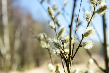 Willow blooms with the arrival of spring. Buds bloom on trees. The warm rays of the spring sun.