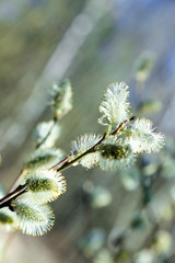 Willow blooms with the arrival of spring. Buds bloom on trees. The warm rays of the spring sun.