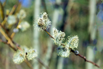 Willow blooms with the arrival of spring. Buds bloom on trees. The warm rays of the spring sun.
