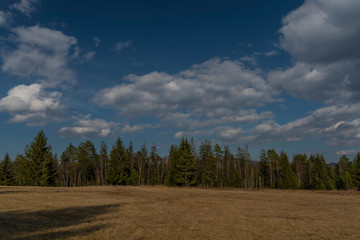 Spruce and birch green tree with blue sky and white clouds in spring day