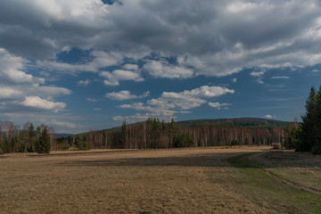 Spruce and birch green tree with blue sky and white clouds in spring day