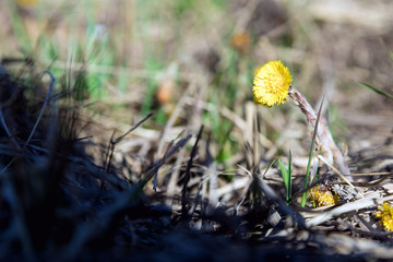 Flower mother-and-stepmother. Spring in the meadow. A contrasting picture. Natural spring background.