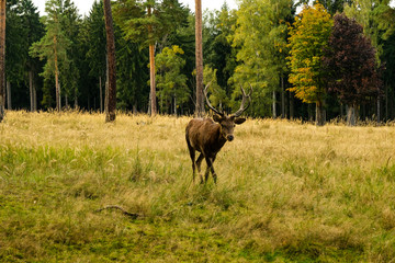 ein Hirsch im Wald auf einer grünen Wiese