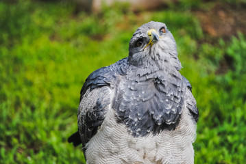 A color image of a gray eagle with a yellow beak and green blackground shaking its head...