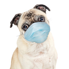 Pug Dog Wearing Protective Surgical Face Mask