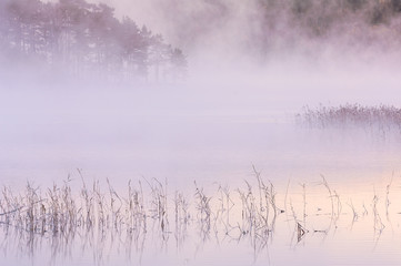 Reeds in a misty lake, Sweden.