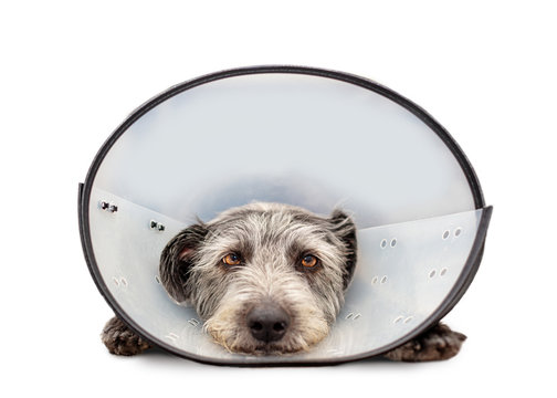 Sad Injured Dog Wearing Cone on White