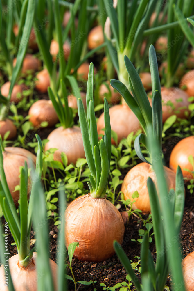 Wall mural Onion