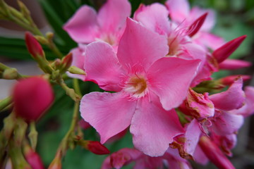 Indian pink color beautiful arali flower 