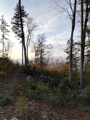 morning in the forest