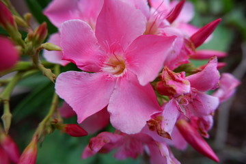 Fototapeta na wymiar Indian pink color beautiful arali flower 