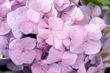 Hydrangea flowers