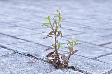 planta creciendo entre un piso de cemento en la ciudad 