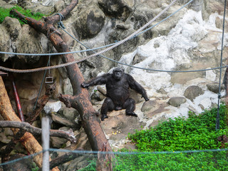 Big black gorilla monkey at the zoo