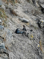 ein im Dreck sitzender Hase 