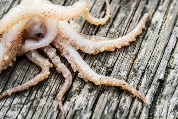 tentacles