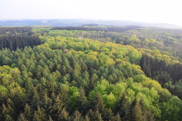 Obraz premium View of the forest