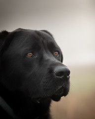 Fototapeta premium Dog 