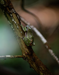 Frog 