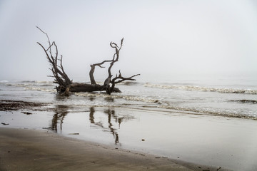 dead tree on the shore