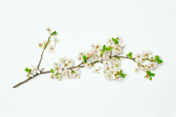 Fototapeta na wymiar blossoming fruit branch on isolated on white, spring flowers as graphic resources for designers