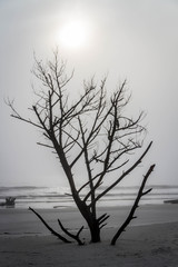 lonely tree in the fog