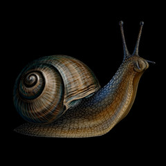 Snail. Realistic, color, artistic portrait of a grape snail on a black background.