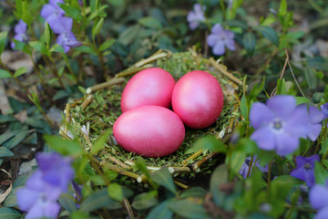 Fototapeta na wymiar Colored eggs for easter. pink eggs on green grass