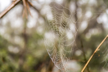 dew on a web