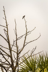 bird in a tree with fog