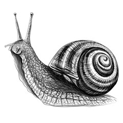 Snail. Sketch, drawn, graphic portrait of a grape snail on a white background. - 338915606