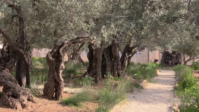 very old olive trees in the Garden of Gethsemane in Jerusalem