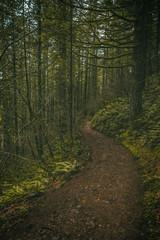 Naklejka premium Winding forest trail path through dark lush Oregon forest