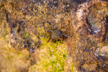 The crab camouflages on a rock in the sea