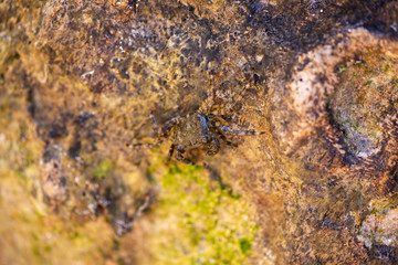 The crab camouflages on a rock in the sea
