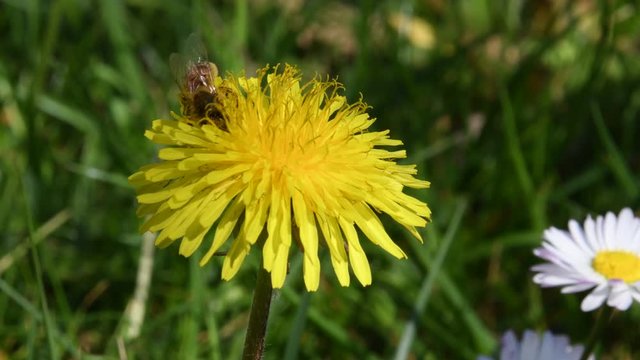 The bee collects nectar from dandelion flowers and pollinates them
