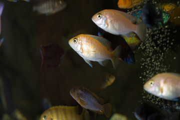 African cichlids