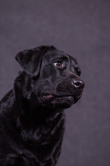 Portrait of a cute labrador in the studio.